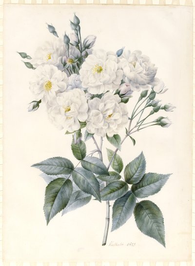 Noisette Rose by Nathalie d